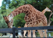 Zoológicos: muitas opções no Brasil